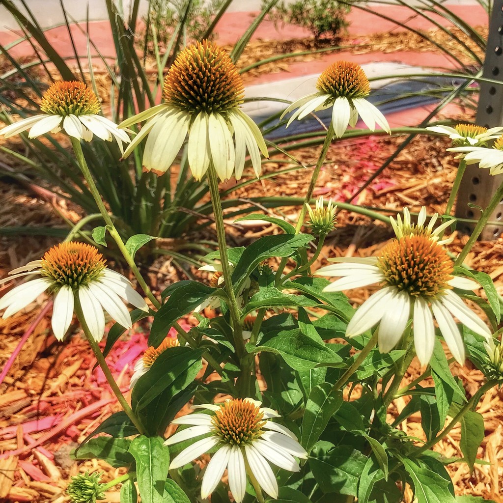 The courthouse cone flowers by louannwarren