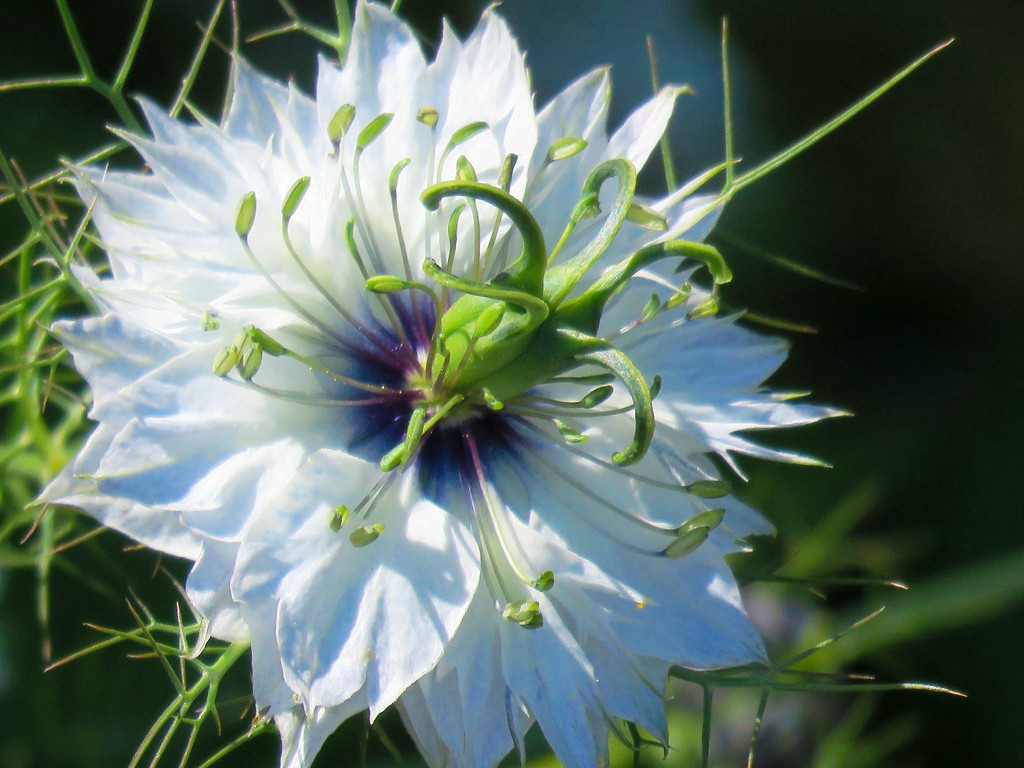  Love-In-A-Mist Bloom (After Shot)  by seattlite