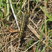 Female Black-tailed Skimmer by philhendry
