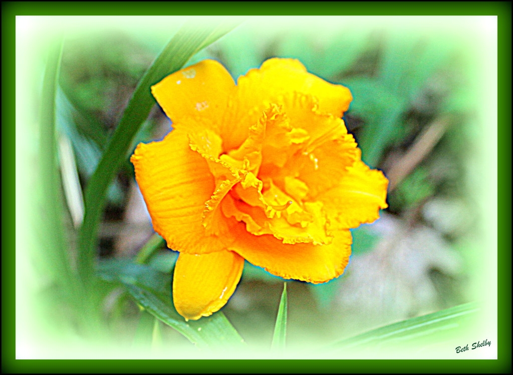 Double Day Lily by vernabeth