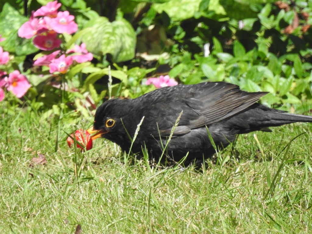 Blackbird enjoying a cherry by mattjcuk