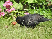 22nd Jun 2018 - Blackbird enjoying a cherry
