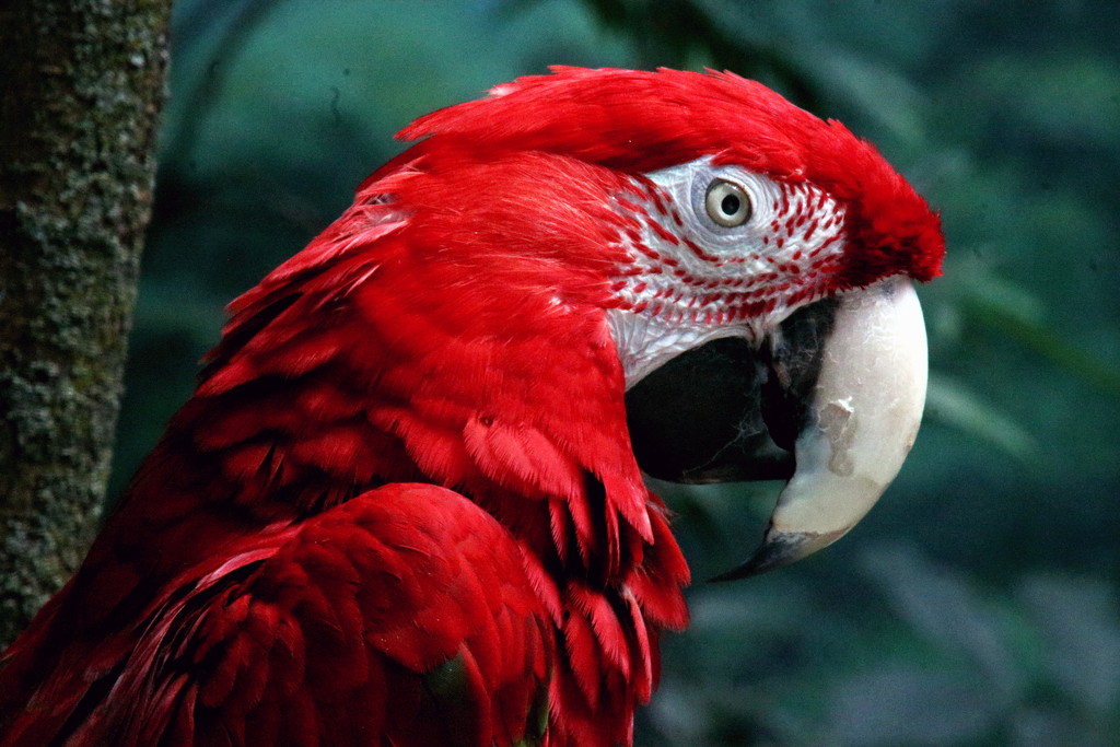  Macaw Portrait by randy23