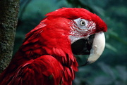 20th Jun 2018 -  Macaw Portrait