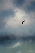 22nd Jun 2018 - Bald Eagle Flying Into the Great Beyond