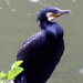Cormorant by cmp