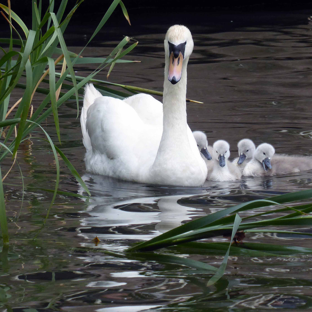 Swan with Cygnets by cmp