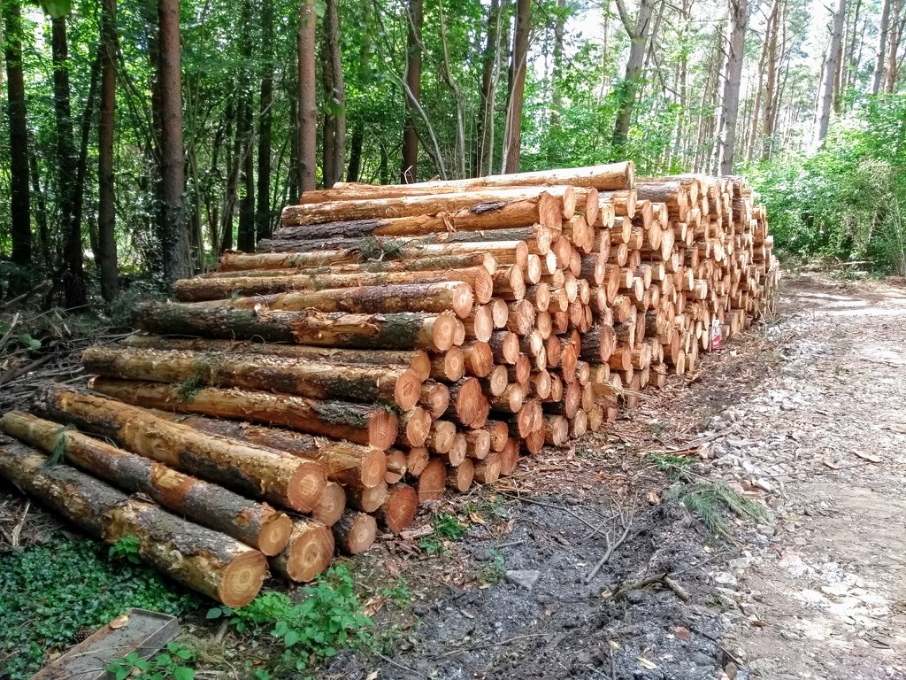 I'm a lumberjack and I'm okay by 4rky