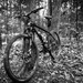 Mountain Bike, in Black and White. by batfish