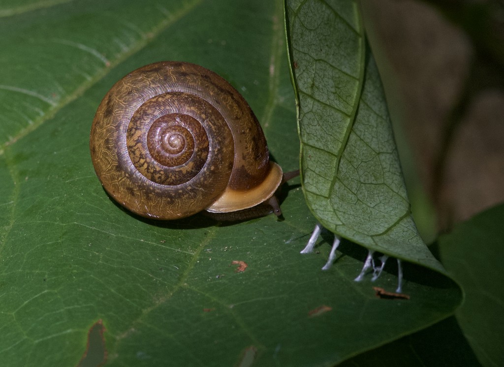 LHG_5502 snail by rontu