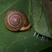 LHG_5502 snail by rontu
