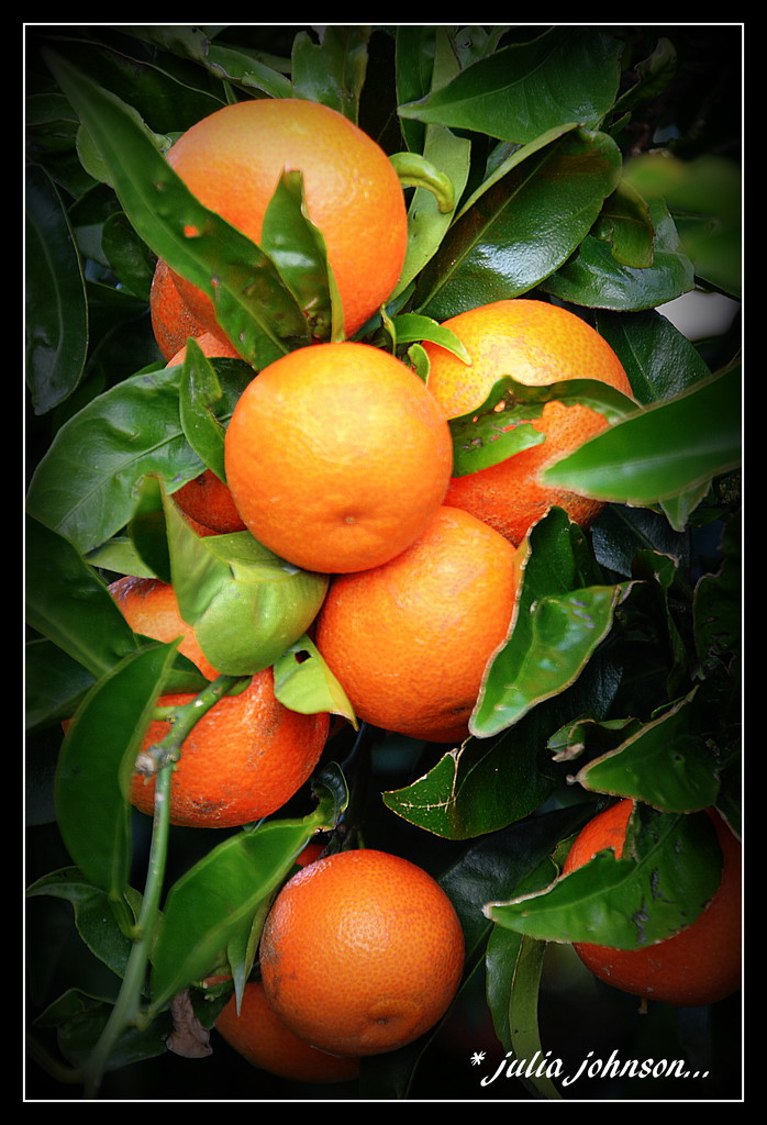 Mandarins .. by julzmaioro