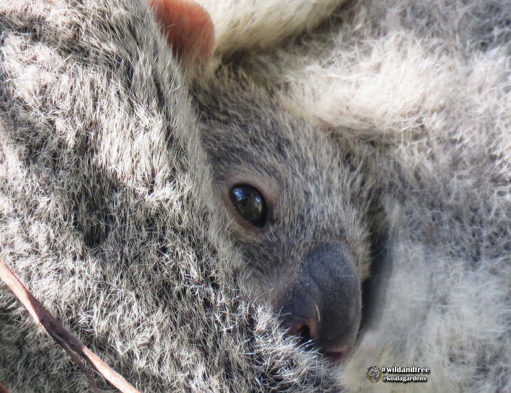 hope by koalagardens