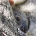 hope by koalagardens
