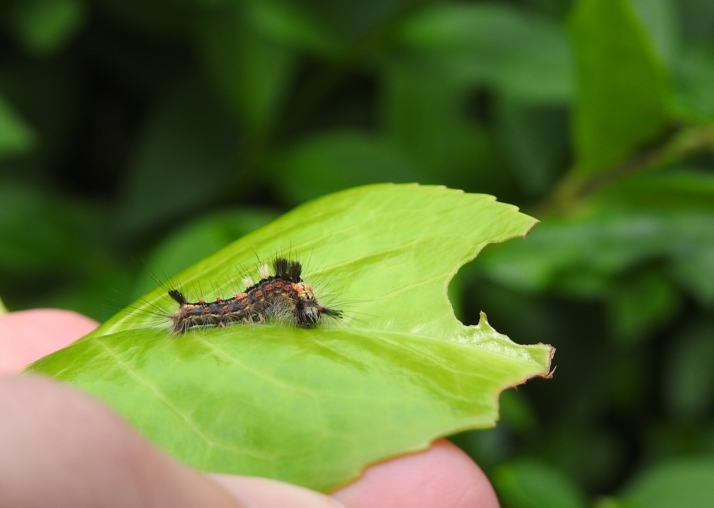 Vapourer caterpillar by roachling