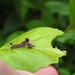 Vapourer caterpillar by roachling