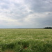 Field of Matricaria chamomilla by pyrrhula