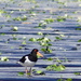 An Oyster Catcher by snoopybooboo