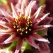 Houseleek flower .  by beryl