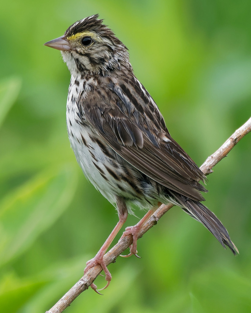 Savannah Sparrow closeup portrait by rminer