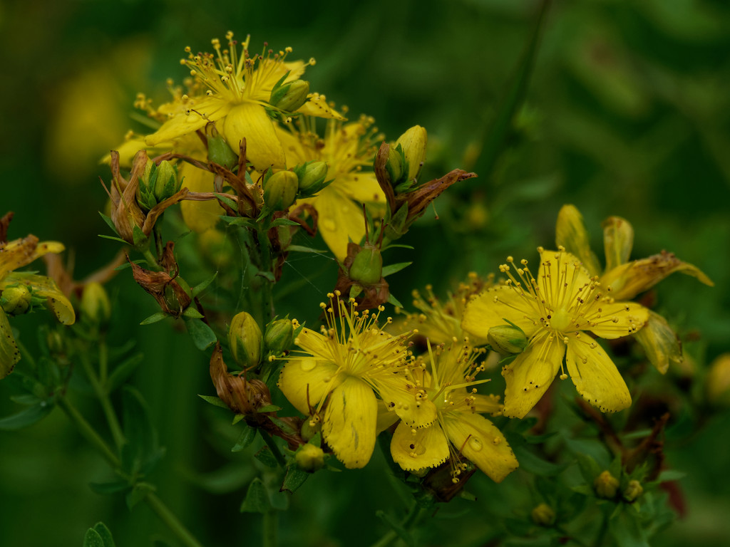 st johns wort by rminer