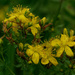 st johns wort by rminer