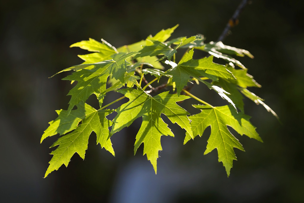 Maple leaves by kiwichick
