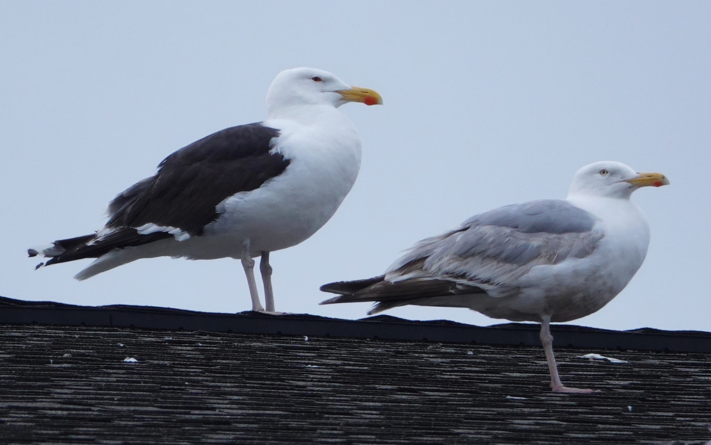 Great Black-backed & Herring Gulls by annepann