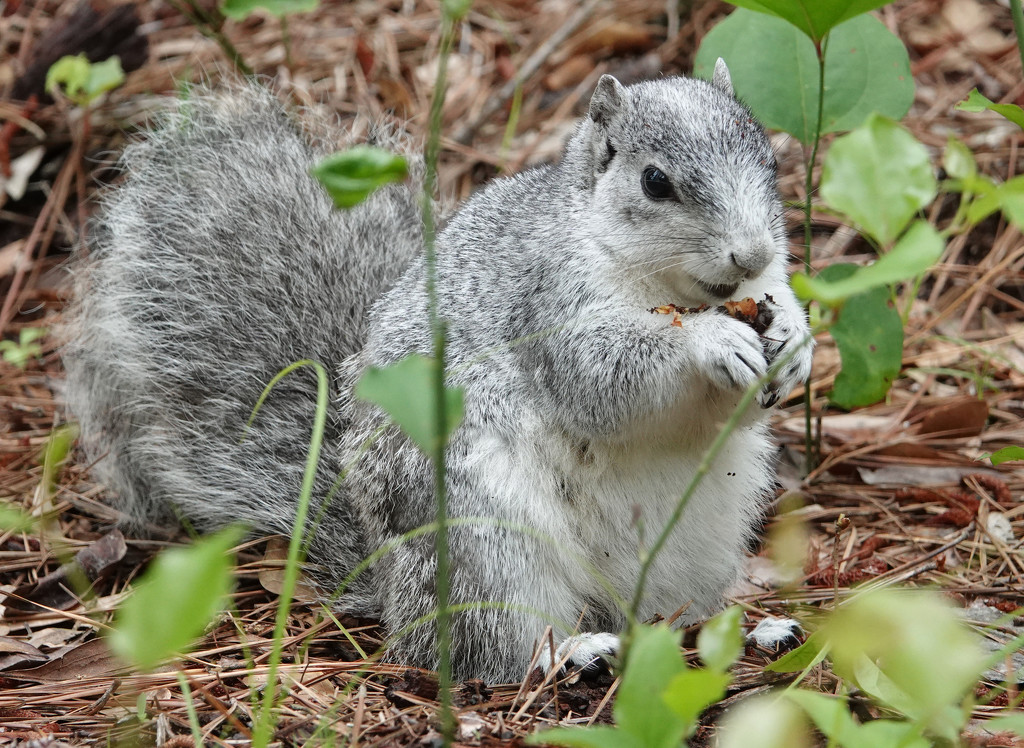 Delmarva Peninsula Fox Squirrel by annepann