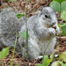 Delmarva Peninsula Fox Squirrel by annepann