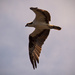 Osprey Passing By! by rickster549