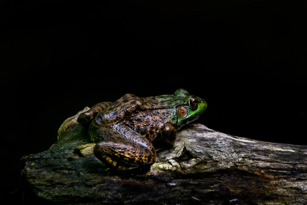 Meditating Frog by taffy