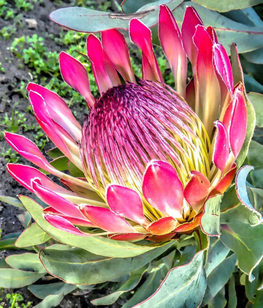 Just another Protea by ludwigsdiana
