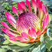 Just another Protea by ludwigsdiana