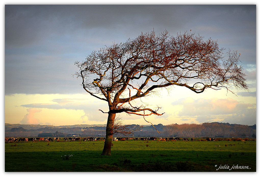 The Oak Tree... by julzmaioro