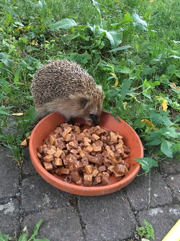 Hedgehog in our garden by ninihi