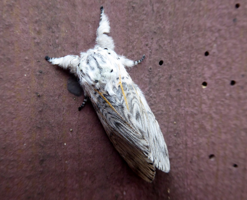 Moths of Warwickshire 7.Puss moth by steveandkerry