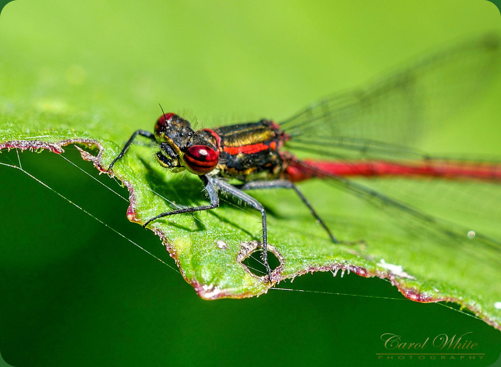 Small Red Damselfly. (best viewed large) by carolmw