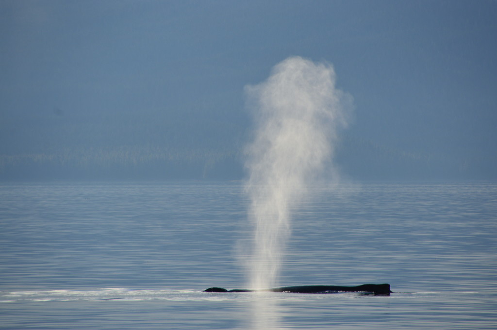 hump back whale by bigdad