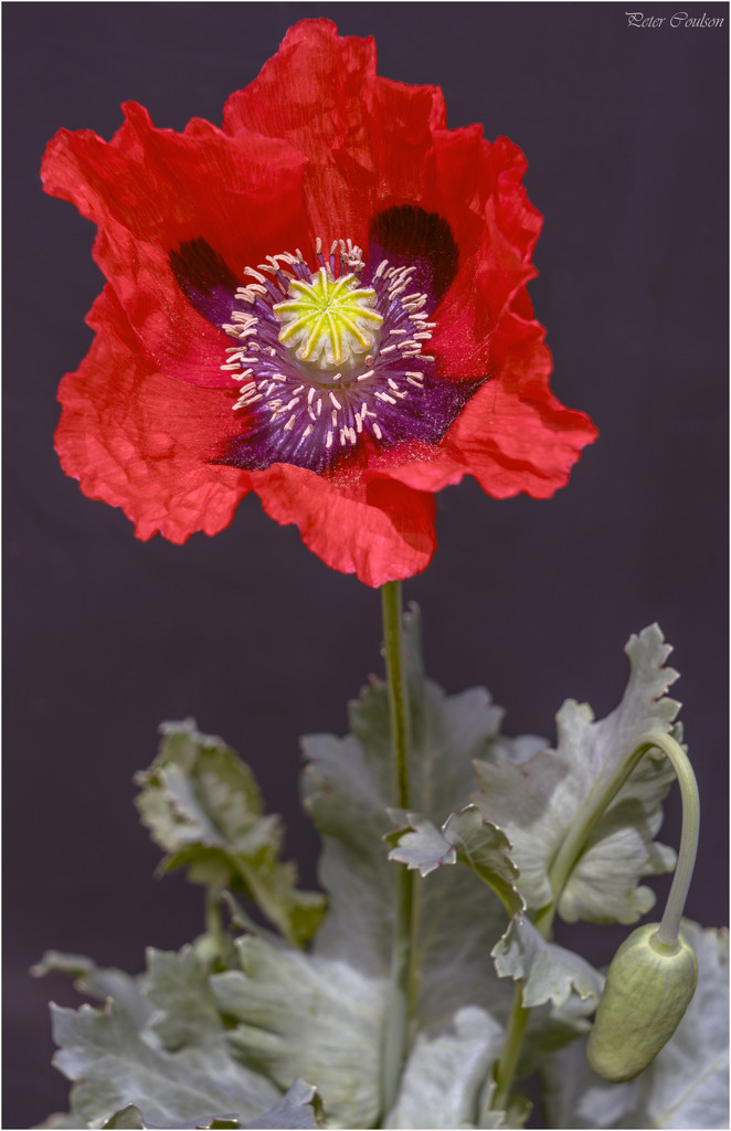 First Poppy by pcoulson