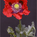 First Poppy by pcoulson