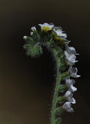 23rd Jun 2018 - A Fern With Flower in its Hair?