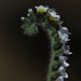 A Fern With Flower in its Hair? by evalieutionspics