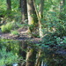 Forest, reflected by s4sayer