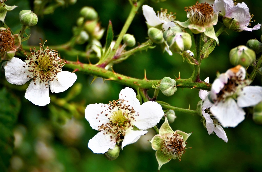 Blackberry Flowers by carole_sandford