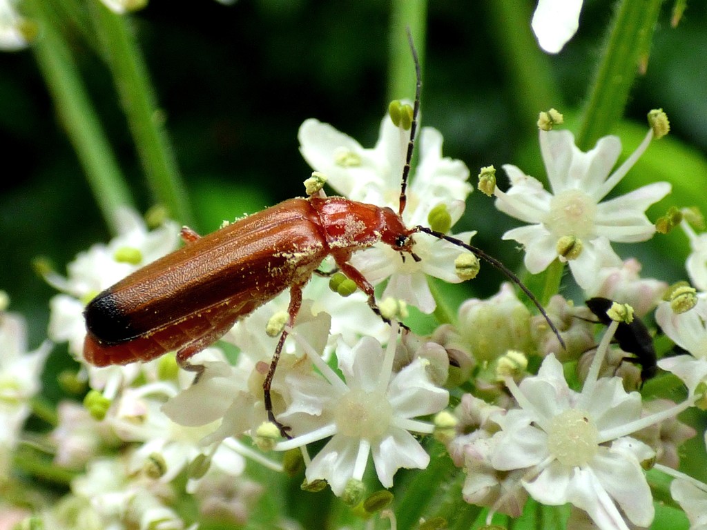Red soldier beetle by julienne1