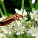Red soldier beetle by julienne1
