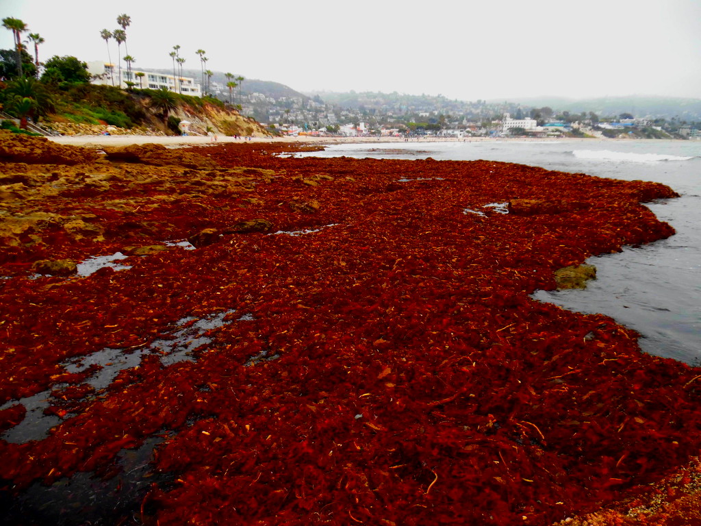 Seaweed Seaside  by jnadonza