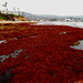 Seaweed Seaside  by jnadonza