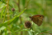 23rd Jun 2018 - Meadow Brown.....